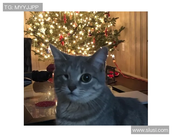 小猫足球明星头像设计可爱风格的创意灵感分享